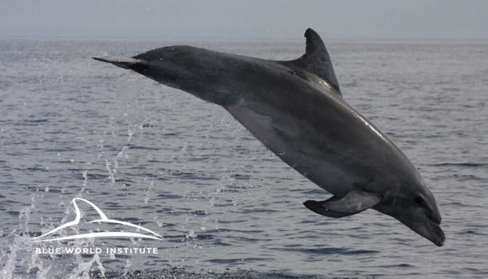 Blue World Institute - Adopt A Dolphin