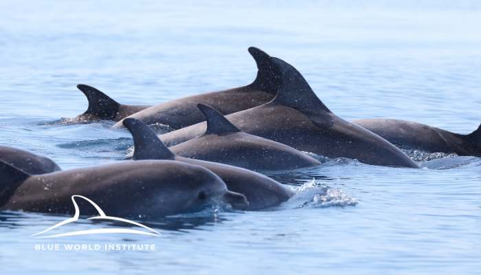Blue World Institute - Adopt A Dolphin