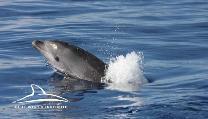 Blue World Institute - Adopt A Dolphin