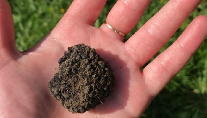 An Istrian truffle