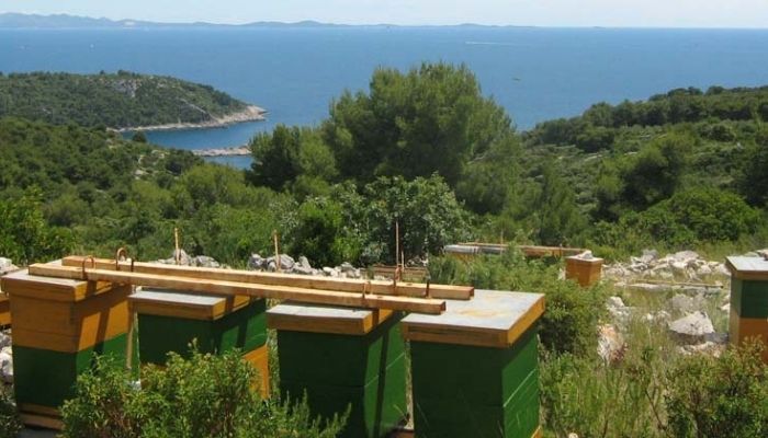 Beekeeping on Solta