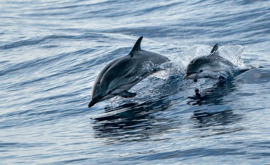 Dolphins