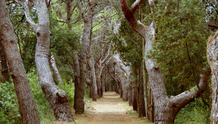 Forest on Dugi Otok