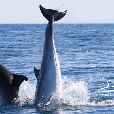 Blue World Institute - Adopt A Dolphin