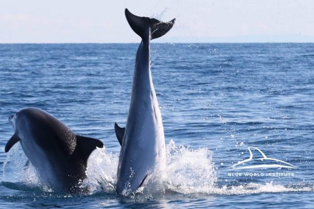 Blue World Institute - Adopt A Dolphin