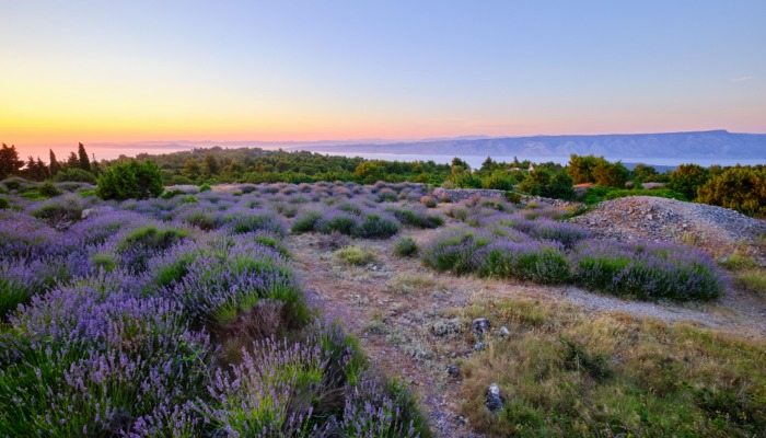 Lavender field, Hvar