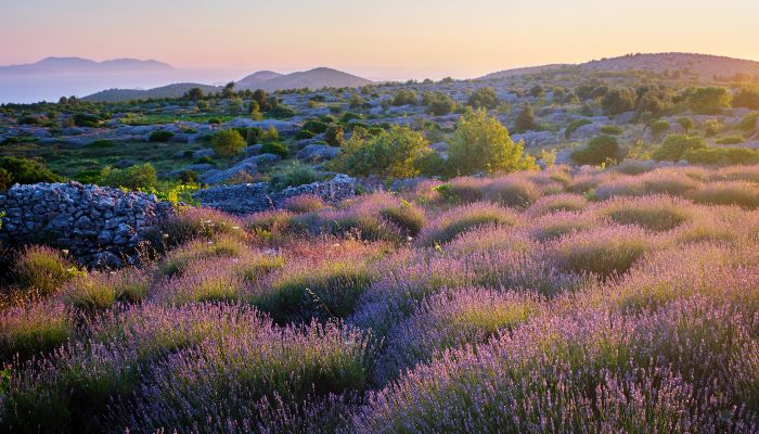 Lavender Fields, Hvar