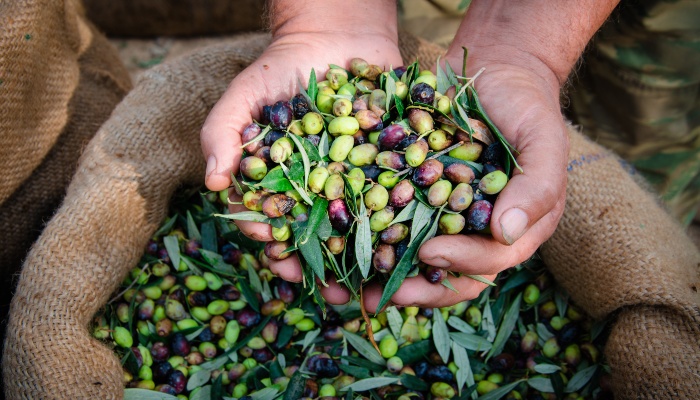 Olives picked by hand, Istria
