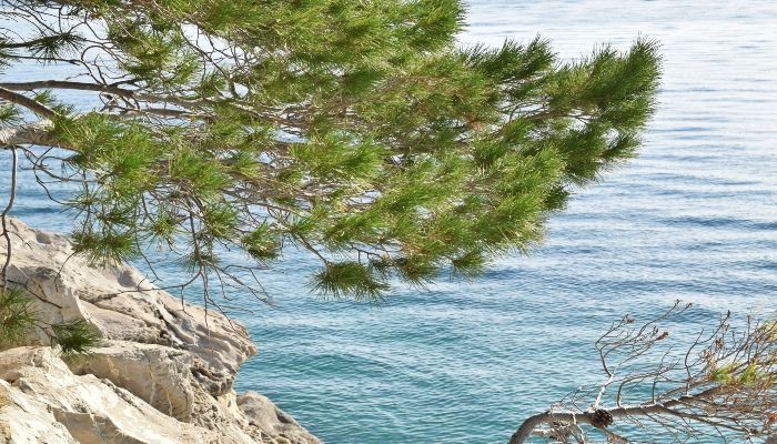 Pine Tree by the Sea