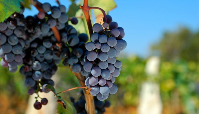 Red Grapes, Croatia
