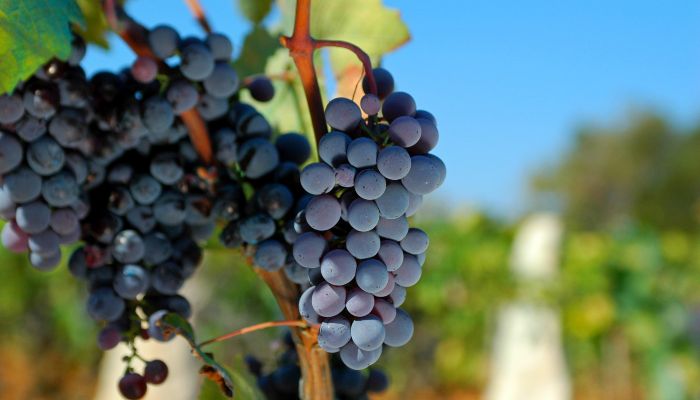 Red Grapes, Croatia