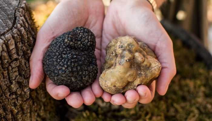 Truffles in Istria