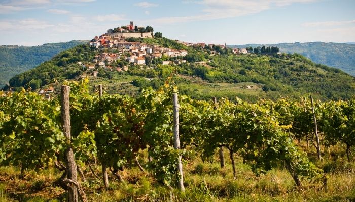 Vines and Motovun