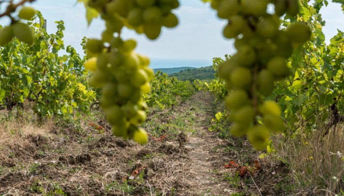 Vineyard, Hvar
