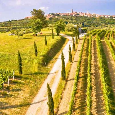 Vineyards in Istria