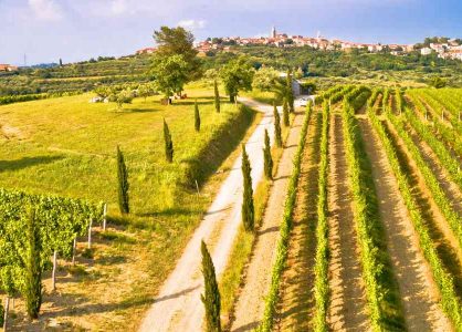 Vineyards in Istria