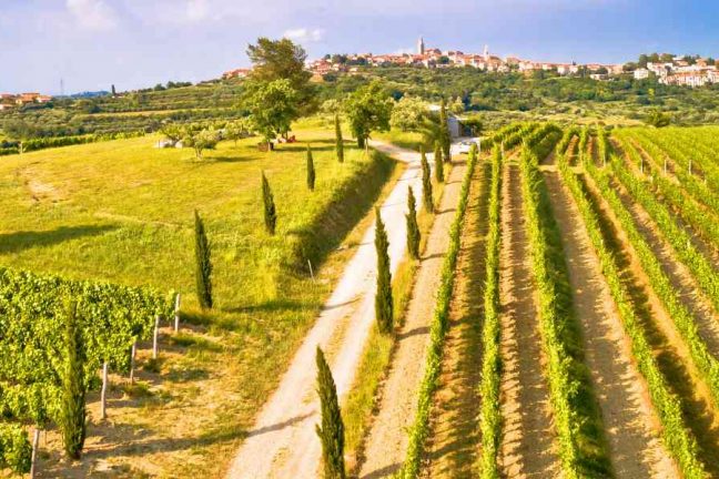 Vineyards in Istria