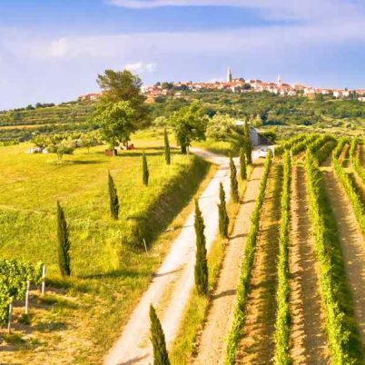 Vineyards in Istria