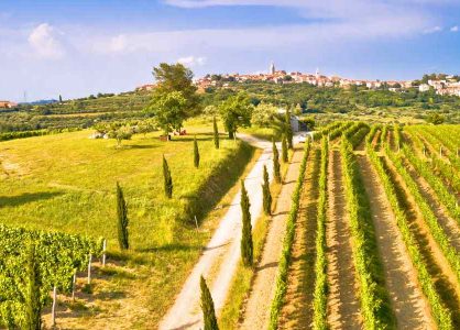 Vineyards in Istria