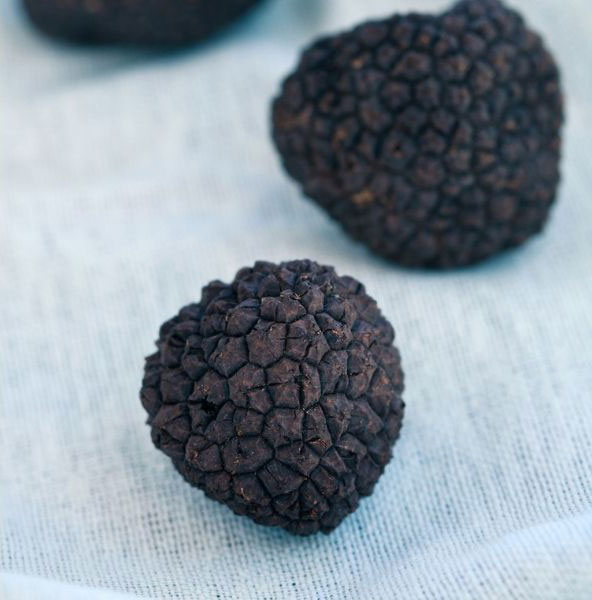 Truffles, Croatia, Unforgettable Croatia